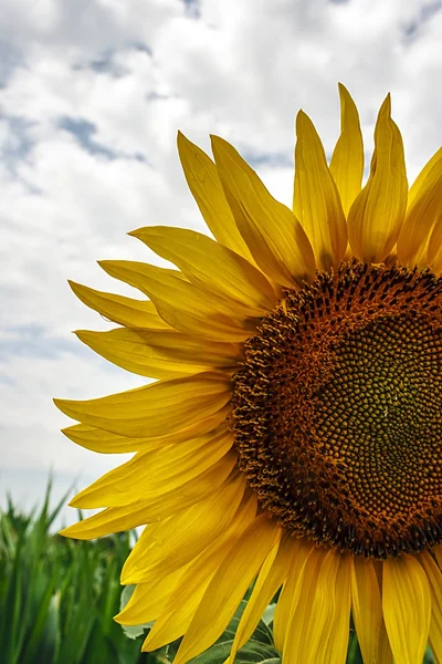 Sonnenblume 7 — Stockfoto