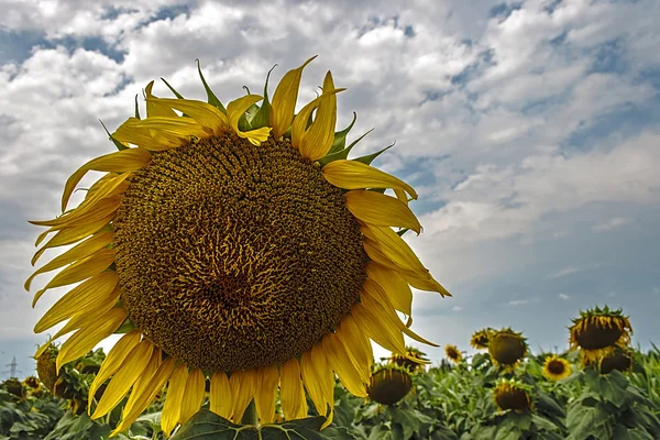 Sonnenblume 8 — Stockfoto