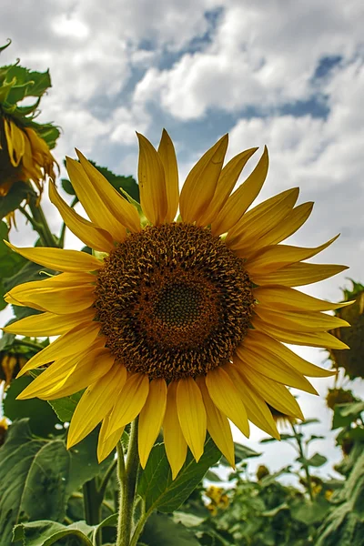 Sonnenblume 9 — Stockfoto