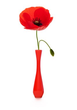 Poppy in a red vase, spring or summer clipart