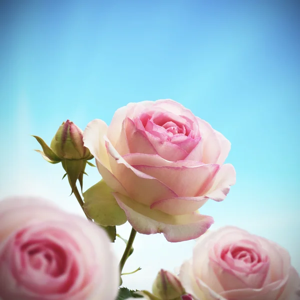 Rosier rosier gros plan ciel bleu — Photo