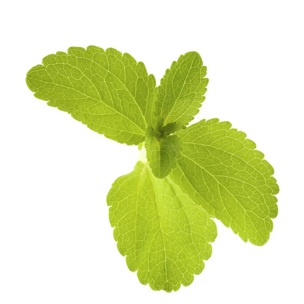 Stevia rebaudiana leaves — Stock Photo, Image