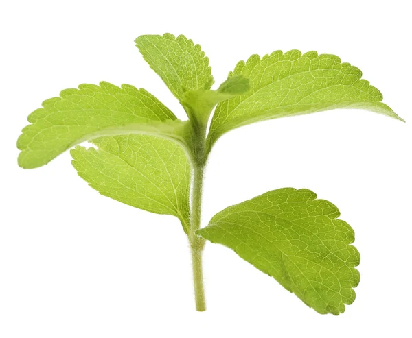 Şeker yaprak, stevia rebaudiana yaprakları — Stok fotoğraf