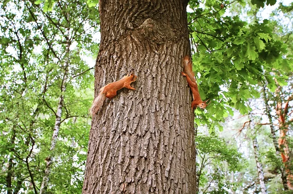 Squirrels — Stock Photo, Image