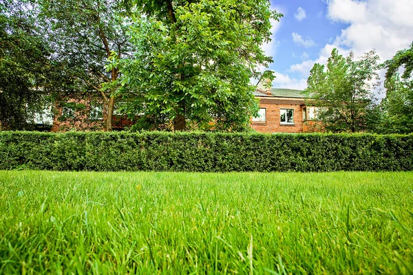 stock image Green grass