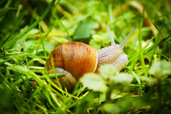 stock image Snail