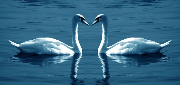 stock image Pair of swans