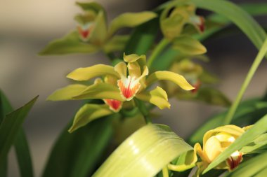 Sarı cymbidium orkide,