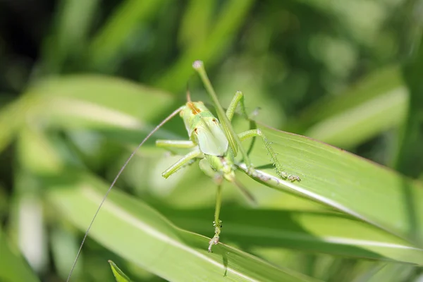 Insecto verde — Foto de Stock