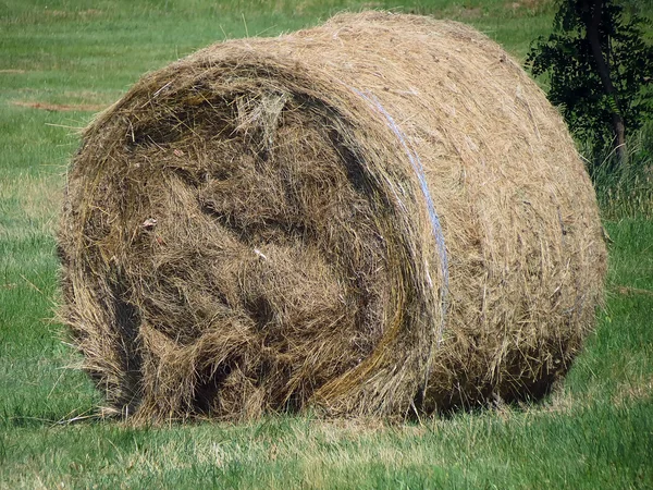 Старая трава — стоковое фото