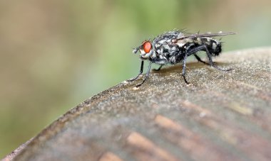 kenarında fly