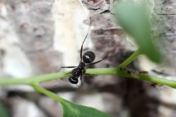 Black ant — Stock Photo, Image