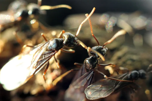 Große Ameisen — Stockfoto