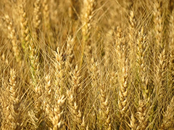 Pšenice na slunce — Stock fotografie