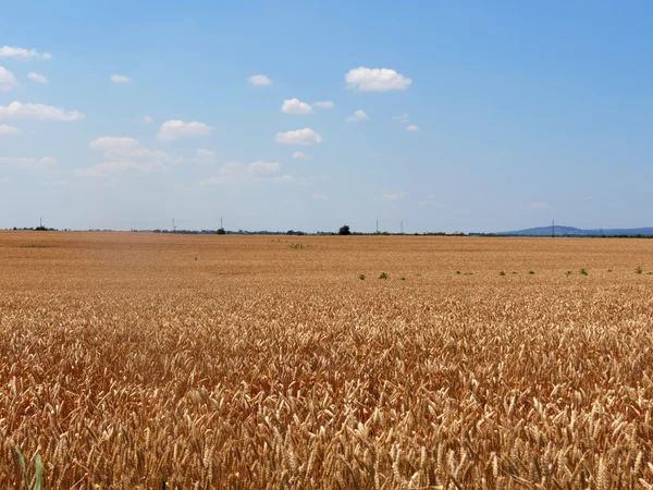 stock image View at wheat