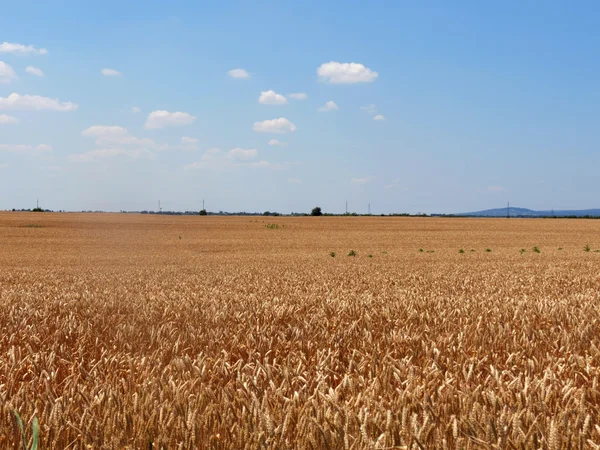 小麦で表示します。 ロイヤリティフリーのストック写真