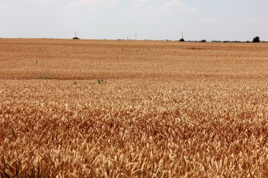 Buğday Tarlaları