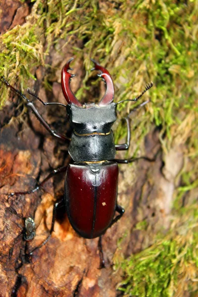 Escarabajo grande — Foto de Stock