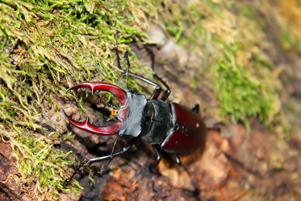 Escarabajo estancado — Foto de Stock