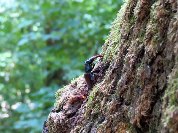 stock image Stagbeetle