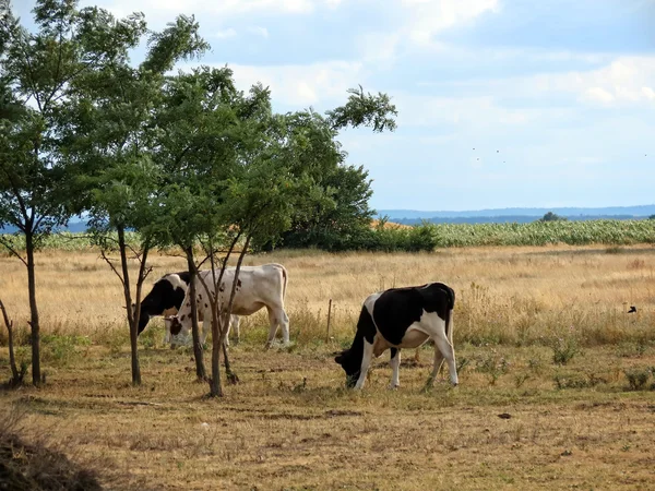 Stock image Cows in fields