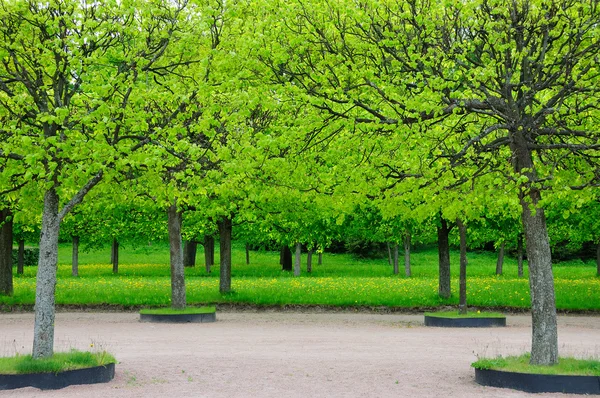 Primavera en el parque Petergof (San Petersburgo, Rusia ) — Foto de Stock