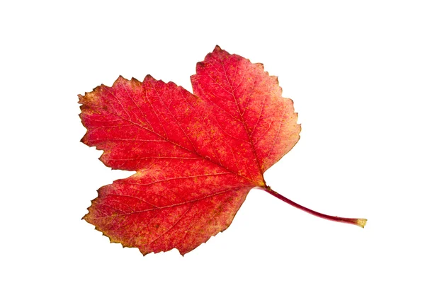 stock image Autumn. Fall viburnum leaves