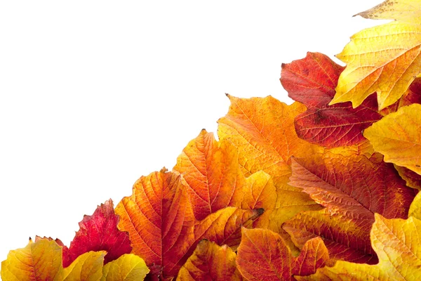 Autumn. Fall viburnum leaves — Stock Photo, Image