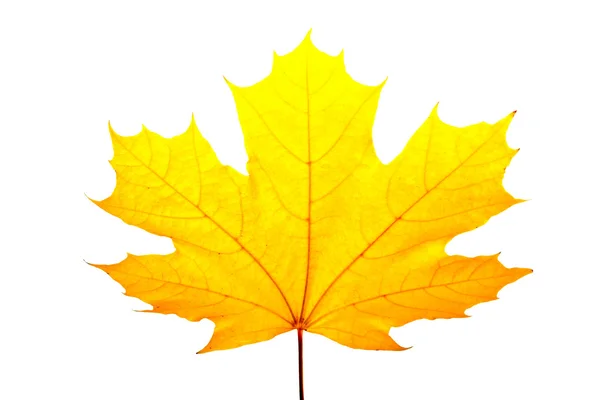 stock image Fall maple leaves