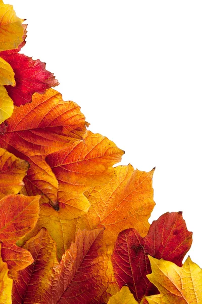 秋天。琼花的落叶 — 图库照片