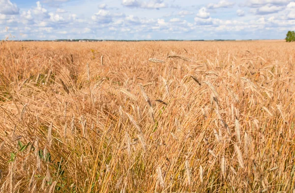 O milho está a ficar maduro no campo. — Fotografia de Stock