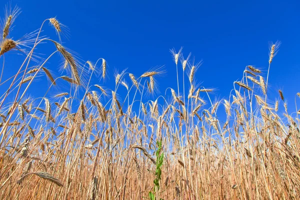 The corn is getting ripe in the field — Stock Photo, Image