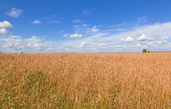 O milho está a ficar maduro no campo. — Fotografia de Stock