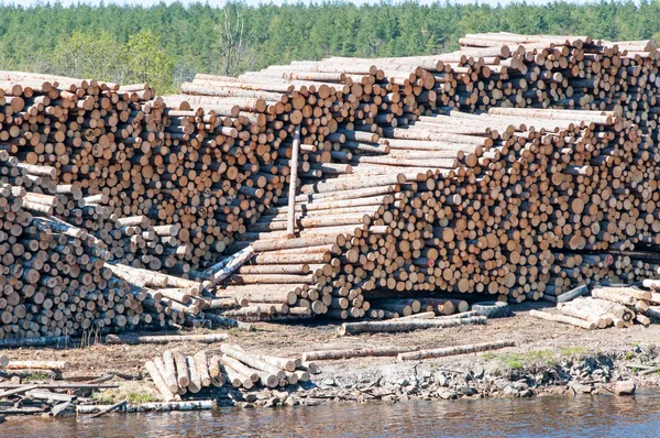 Pilha de troncos descascados graduados e numerados — Fotografia de Stock