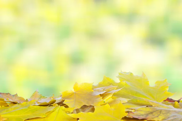 Fall maple leaves — Stock Photo, Image