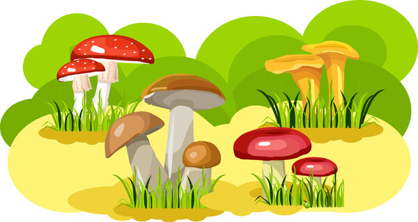 Mushroom glade