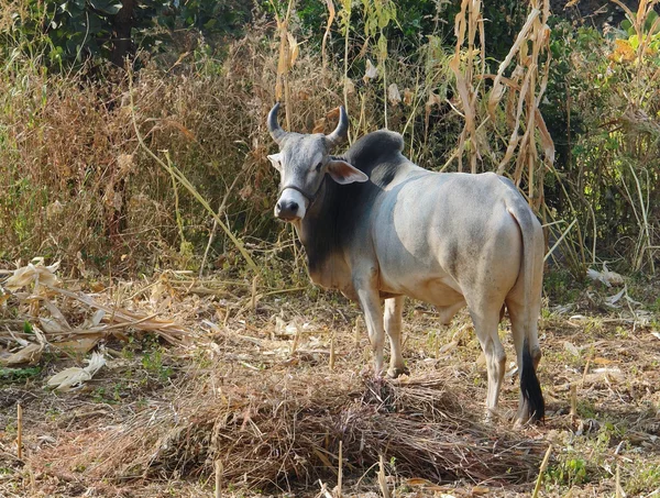 在印度的牛 — 图库照片