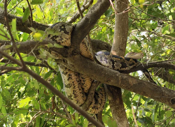 stock image Indian python