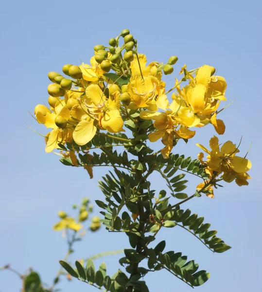 黄色の花の詳細 — ストック写真
