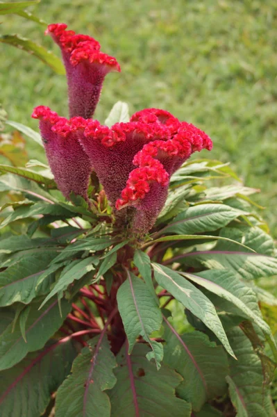 Celosia flower in India — Stock Photo, Image