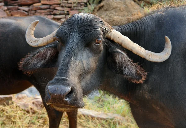 インドの牛 — ストック写真