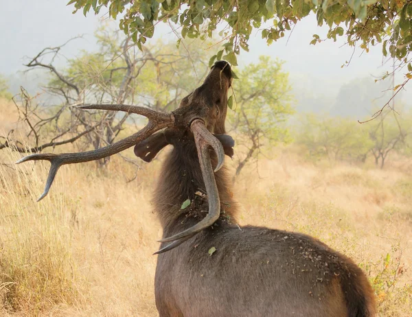 インドで鹿 — ストック写真