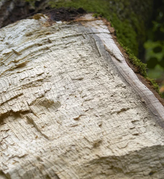 부러진된 나무 상세 — 스톡 사진