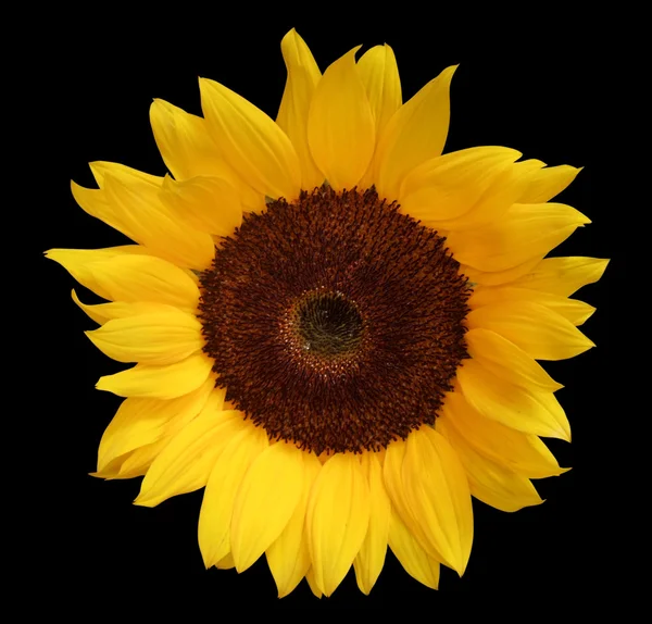 stock image Sunflower