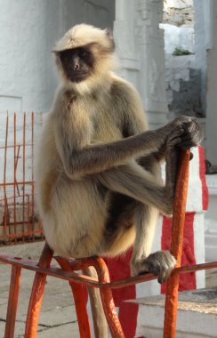 Gray langur clipart