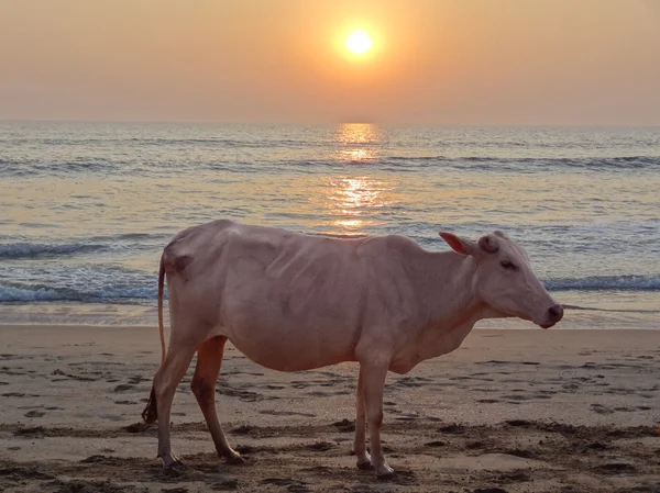 Západ slunce s krávou — Stock fotografie