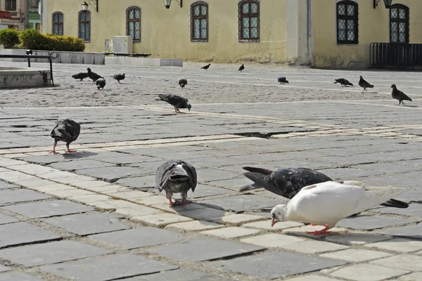 시장에 비둘기 — 스톡 사진