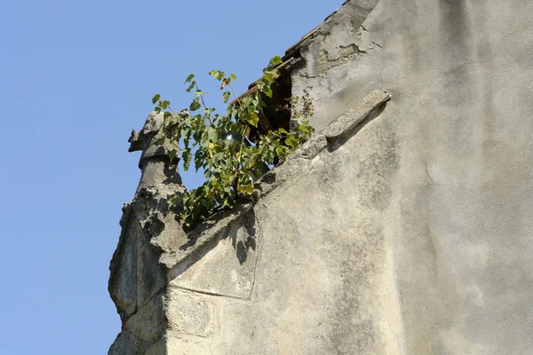 Wall and shrub — Stock Photo, Image