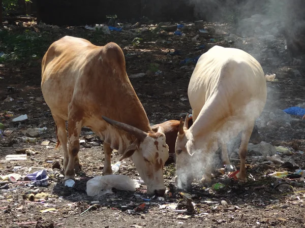 Коровы на свалке отходов — стоковое фото