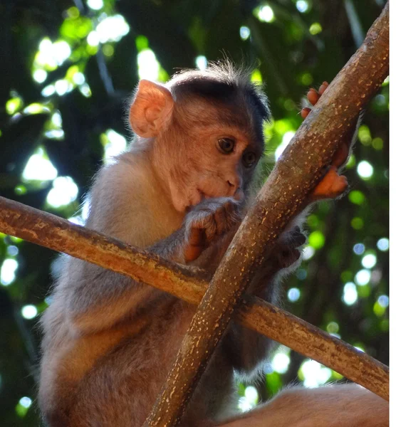 붉은 털 원숭이 — 스톡 사진